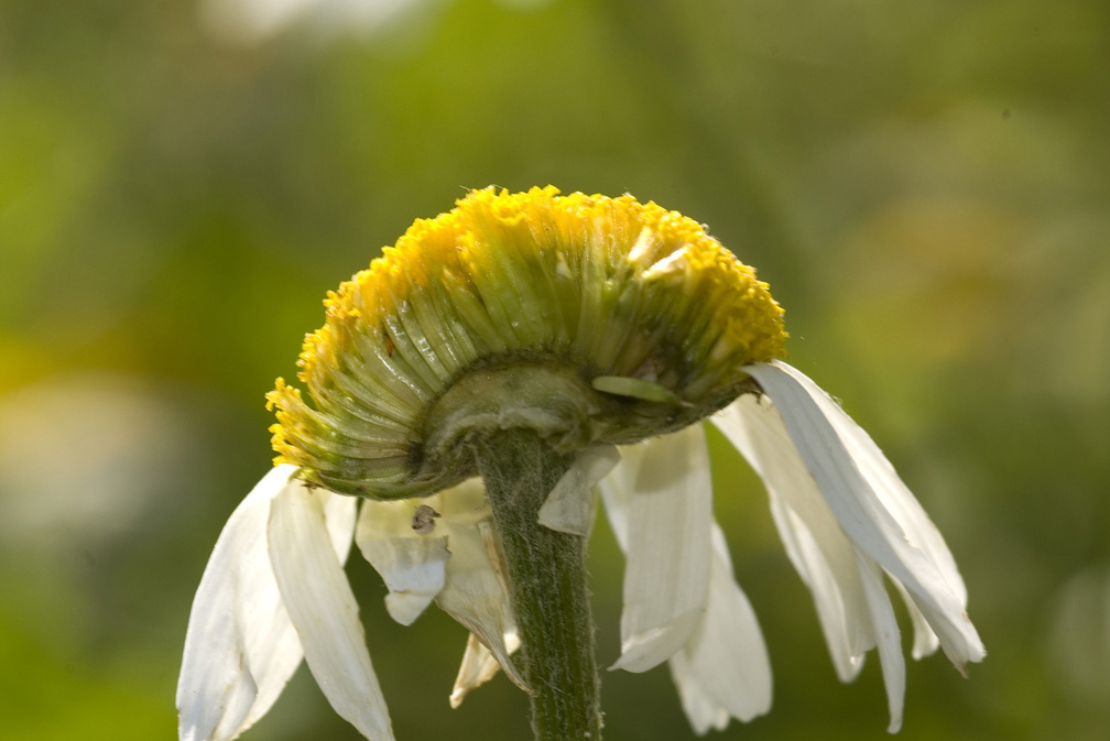 Cota triumfettii (=Anthemis triumfetti) / Camomilla di Trionfetti